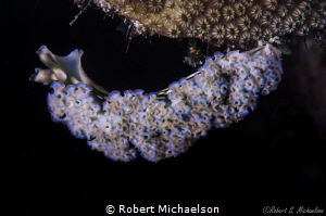 Lettuce Nudibranch, Bonaire
Can't match the flamboyancy ... by Robert Michaelson 